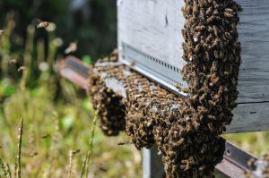 Il est impossible de quantifier exactement la production de miel et de cire d'une unique abeille mais il est possible de l'estimer. La pesée des sacs à pollen et l'évaluation de la poche a miel peuvent être extrapolées à partir du nombre d'individus d'une colonie, de la quantification des stocks de nourriture et de la production de cire.