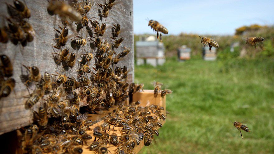 Du miels d'abeilles des Cévennes - Le rucher du trenze